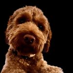 𝙁𝙊𝙕𝙕𝙔 𝑩𝑬𝑨𝑹 - @fozzythecockapoo - Instagram