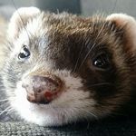 Fozzy Bear - @fozzybeargram - Instagram