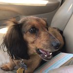 Fozzy Bear - @fozzy.da.bear - Instagram