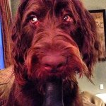Fozzy Bear - @fozzybearlabradoodle - Instagram