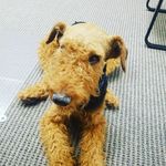 Fozzy Bear - @fozzy_the_airedale - Instagram