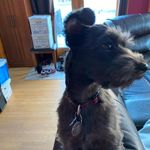 Fozzy_Bear_ - @fozzy_the_pup - Instagram