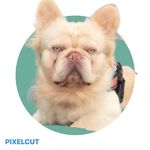 FOZZY BEAR 🐾 - @fozzy_bear2020 - Instagram