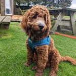 Fozzy Bear 🐾 - @dogfriendlynortheastblog - Instagram