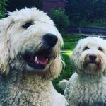 Fozzy Bear and Flora boo - @fozzyandflora - Instagram