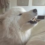 Fozzy Bear The Samoyed - @fozzybjorn - Instagram