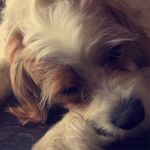 Fozzy•Bear - @fozzy_bear288 - Instagram