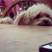 The Unofficial Fozzy Bear - Facebook