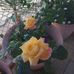 Frida Goldenberg - Facebook
