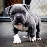 Irving Adair Fran - @irvingadairfran - Instagram