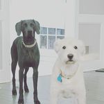 Fran Adler - @graydogsrule - Instagram