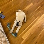 Fran Adler - @millielab707 - Instagram