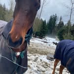 Frances Ballard - @horsesluaghterrescue - Instagram