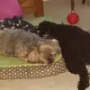 Frances Barlow - @frances.barlow6 - TikTok