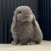 bruce - @brucebunjimanfranklin - TikTok