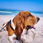 Frank Callaway Ambrose - @frank_thebasset - Instagram