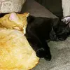 Fran Caputo - @mz.frani_c - TikTok