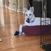 Frank - @frankcaputo - TikTok