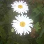 Fran LeDuc Carey - @freewayfran97 - Instagram
