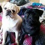Fran Casey - @franpugs72 - Instagram