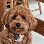 Fran Casey-Tscherne - @francaseytscherne - Instagram