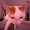 frankie.chamberlain - @frankie.chamberlain - TikTok