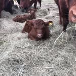 Frank Cheney - @devon_ccw - Instagram