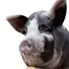 Pig Francisco | Super Porco - @pigfrancisco - TikTok