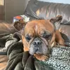 Frankie Clements - @frankie.clements4 - TikTok