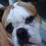 🐾Frank  Collier🐾 - @frank_the_english_bulldog - Instagram