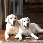 Frank Comiskey - @ranchop483 - Instagram