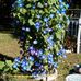 Fran Conrad - Facebook
