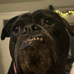 Franco Family Pets🐾 Animal Rescue • Bunnies • Cats • Dogs - @francopets - Instagram