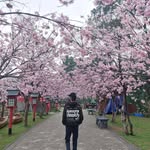 Frans Cornelius - @frans.cornelius - Instagram