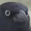fran crow - @sophi.fv - TikTok