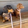 Frankie & Crumpet - @frankieandcrumpet - TikTok