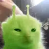 Fran - @frandangelofd - TikTok