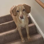 Frankie Darnell - @frankiethebeagador - Instagram
