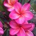 Fran Dawson - Facebook