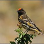 Frank de Groote - @bleu_bullfinch - Instagram