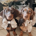 DENNIS + FRANKIE 🤎 - @dennis_and_frankie - Instagram