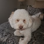Fran DeYoung - @fdeyoung50 - Instagram