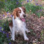 Fran Dixon - Facebook