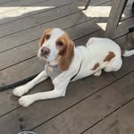 Frank Kinsman Dolan 🇦🇺 - @frank_the_speagle - Instagram