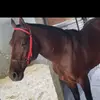 Fran Domínguez - @fran.domnguez - TikTok