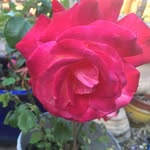 Frank Dooley - @frank.dooley.16 - Instagram