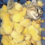 @frandownes - Instagram