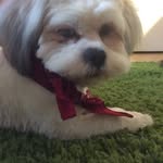 Fran downing - @frandowning - Instagram