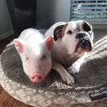 🐷 Frank, Meat 🐶 n’ Dudley 🐷 - @frank_meat_n_dudley - Instagram