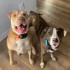 Franklin, Dutton, & Dale - @franklin.dutton.dale - TikTok
